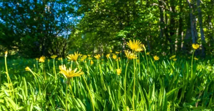 Hadí mord maloúborný (Scorzonera parviflora) Hadí mord maloúborný (Scorzonera parviflora)