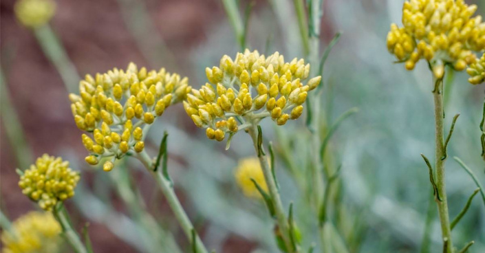 Smil italský (Helichrysum italicum) Smil italský (Helichrysum italicum)