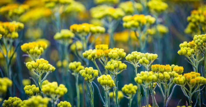 Smil písečný (Helichrysum arenarium) Smil písečný (Helichrysum arenarium)