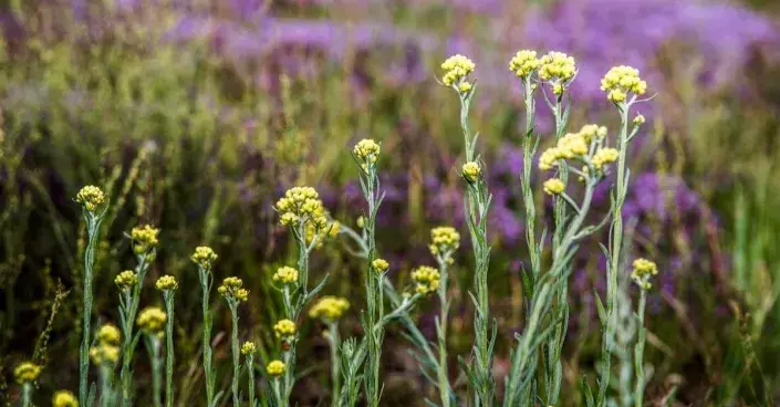 Smil (Helichrysum) Smil (Helichrysum)