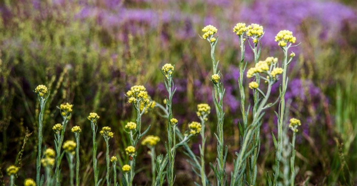 Smil (Helichrysum)