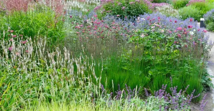 Trvalky, které se ve větru vlní Trvalky, které se ve větru vlní