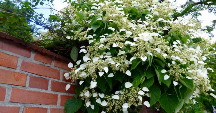 Popínavá hortenzie řapíkatá (Hydrangea petiolaris)