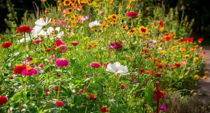 Letničkový záhon Letničkový záhon