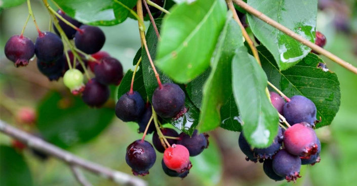 Plody muchovníku (Amelanchier)