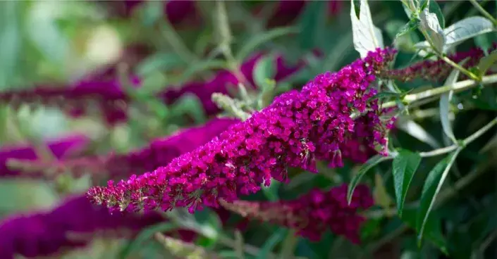 Květenství komule Květenství komule