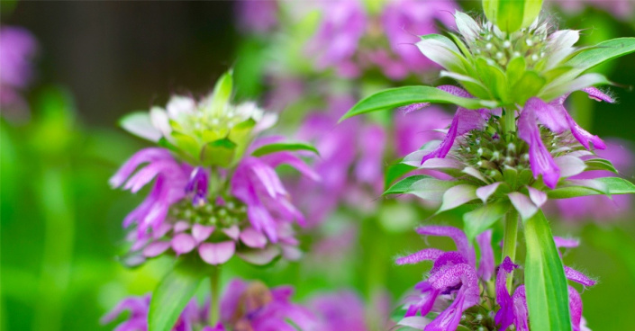 Zavinutka citronová (Monarda citriodora)