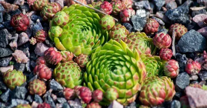 Netřeskovec výběžkatý (Jovibarba globifera) Netřeskovec výběžkatý (Jovibarba globifera)