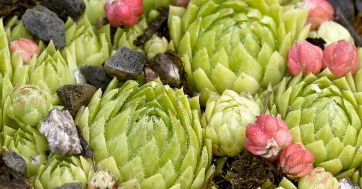 Netřeskovec srstnatý (Jovibarba globifera subsp. hirta) Netřeskovec srstnatý (Jovibarba globifera subsp. hirta)