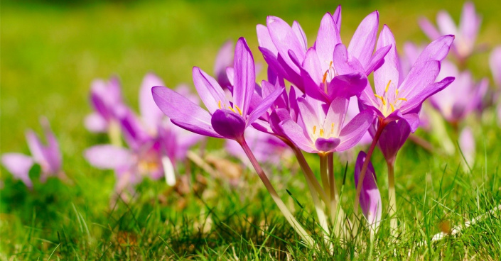 Ocún jesenní (Colchicum autumnale)