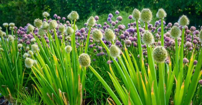 Cibule zimní (Allium fistulosum)