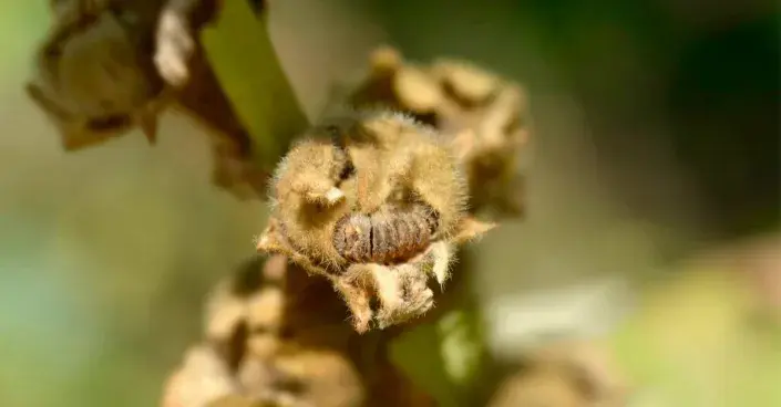 Tobolky se semeny slézové růže (topolovky) Tobolky se semeny slézové růže (topolovky)