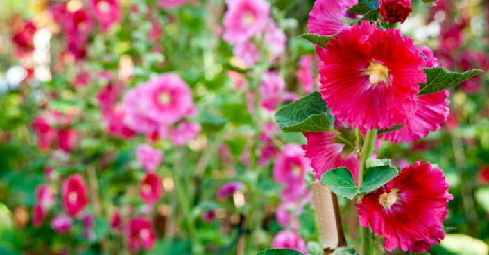 Topolovka růžová (Alcea rosea)