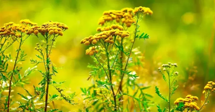 Vratič obecný (Tanacetum vulgare) Vratič obecný (Tanacetum vulgare)