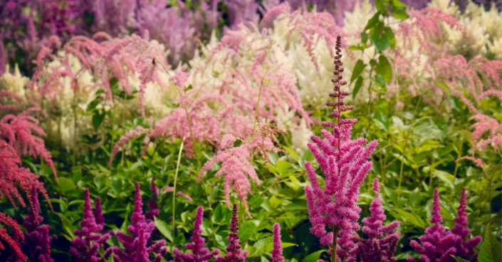 Čechravy (Astilbe)