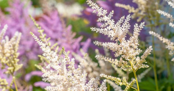 Čechrava čínská (Astilbe chinensis)