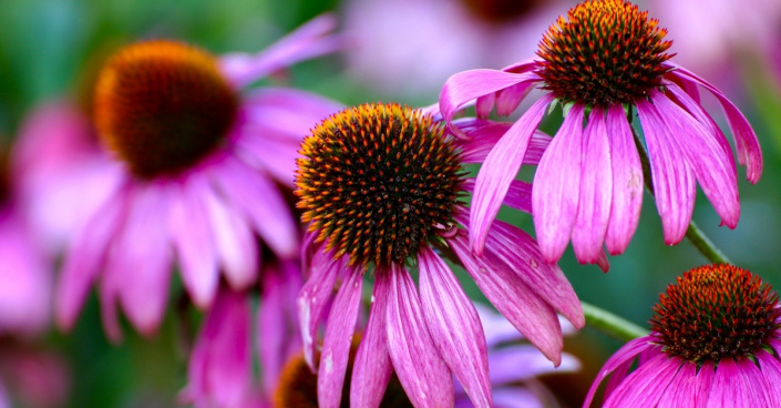 Třapatkovka nachová (Echinacea purpurea)