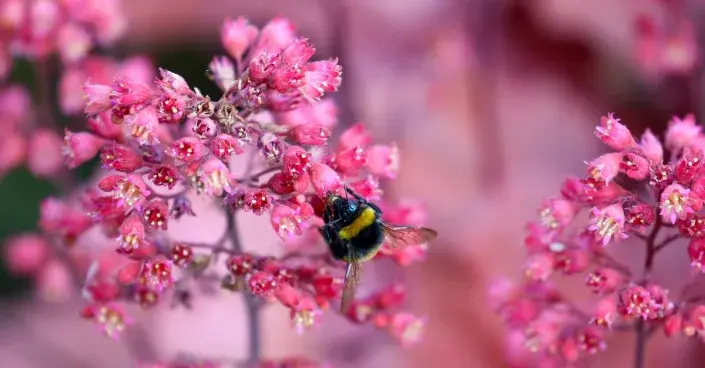 Čmelák na květech dlužichy Čmelák na květech dlužichy