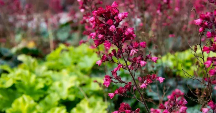 Pestré listy a květy dlužich (Heuchera) Pestré listy a květy dlužich (Heuchera)