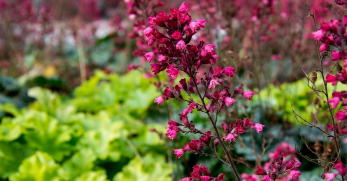 Pestré listy a květy dlužich (Heuchera)