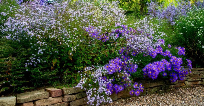 Drobnokvětá hvězdnice srdcolistá (Aster cordifolius) 'Silver Spray' a barevně výraznější hvězdnice chlumní (A. amellus) 'King George' 