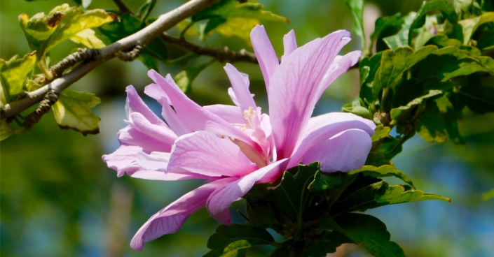 Ibišek syrský (Hibiscus syriacus) 'Ardens'