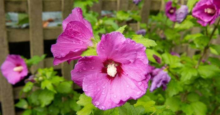 Ibišek syrský (Hibiscus syriacus) 'Woodbridge'