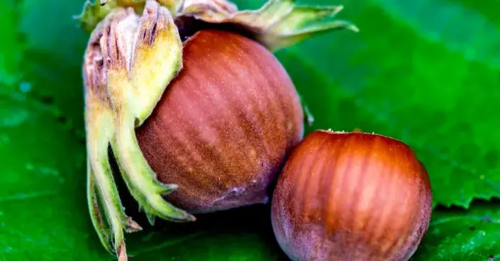 Lískové ořechy Lískové ořechy