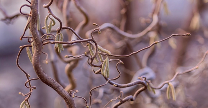 Líska obecná (Corylus avellana) 'Contorta'