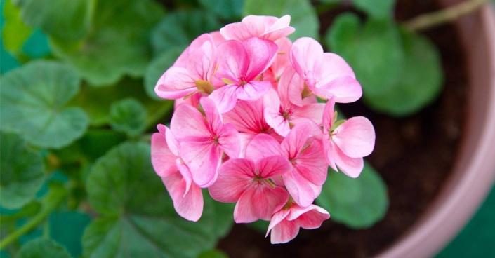 Květy pelargonie