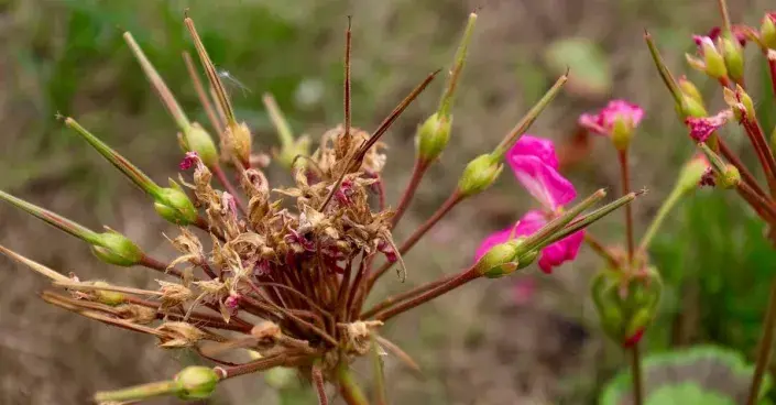 Odkvetlé květy a semena muškátu Odkvetlé květy a semena muškátu