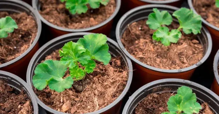 Předpěstování pelargonií Předpěstování pelargonií