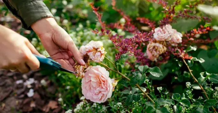 Odstranění odkvetlých květů růží Odstranění odkvetlých květů růží