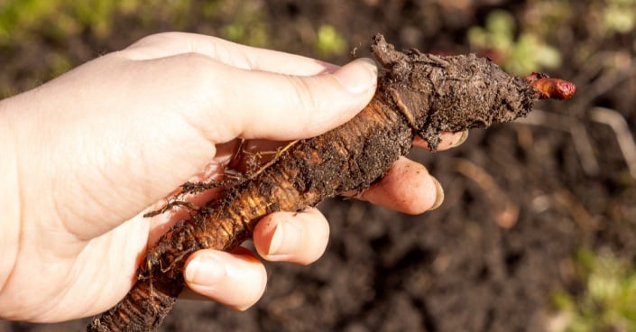 Jak Rozmnozit Rebarboru (rozmnožování rebarbory, chraňte před, geneticky identické, kořenový systém, Krok Péče) Jak Rozmnozit Rebarboru