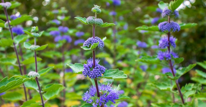 Ořechoplodec šedivý (Caryopteris incana)