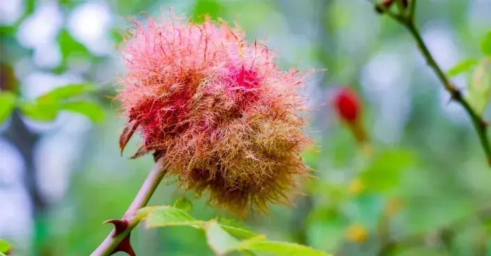 Hálka žlabatky růžové (Diplolepis rosae) Hálka žlabatky růžové (Diplolepis rosae)