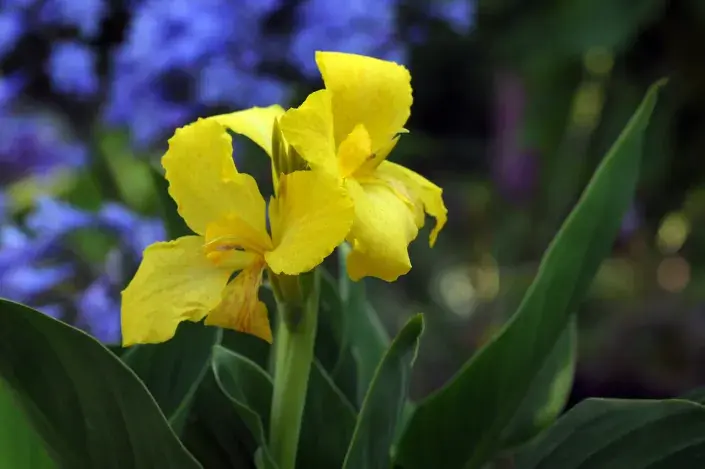 Dosna (Canna) se žlutými květy Dosna (Canna) se žlutými květy