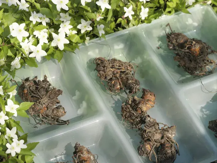 Oddenky dosny (Canna) Oddenky dosny (Canna)