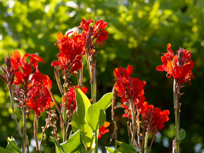 Dosna (Canna) 'Brilliant'