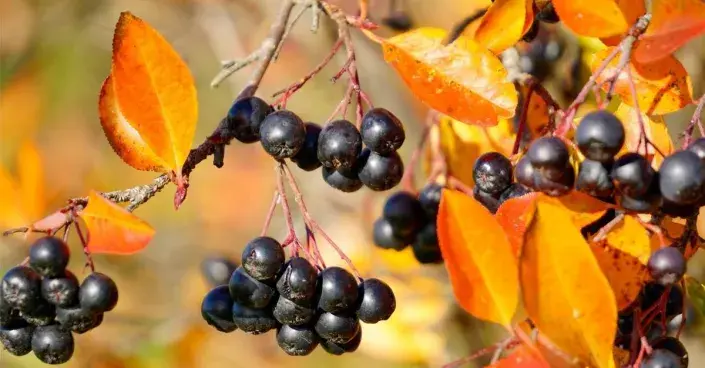Temnoplodec černoplodý (Aronia melanocarpa) Temnoplodec černoplodý (Aronia melanocarpa)