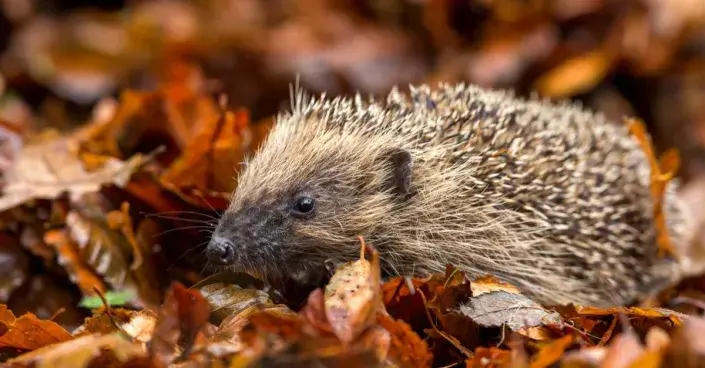 Ježek západní, resp. obecný (Erinaceus europaeus) Ježek západní, resp. obecný (Erinaceus europaeus)