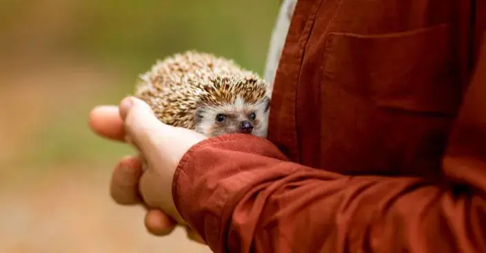 Ježek v lidské dlani Ježek v lidské dlani
