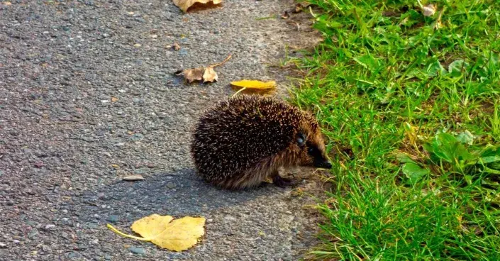Ježek a spadané listí Ježek a spadané listí