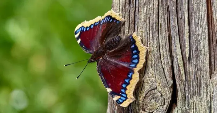 Babočka osiková (Nymphalis antiopa) Babočka osiková (Nymphalis antiopa)
