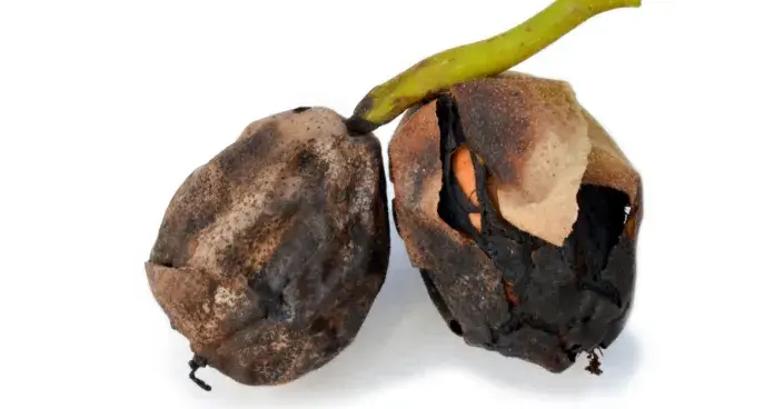 Ořechy napadené vrtulí ořechovou (Rhagoletis completa) Ořechy napadené vrtulí ořechovou (Rhagoletis completa)