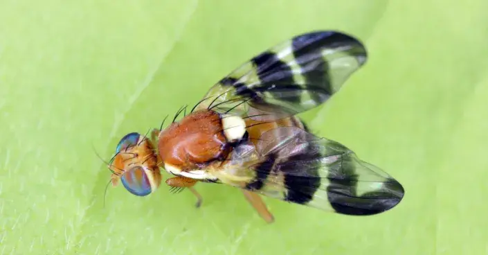 Vrtule ořechová (Rhagoletis completa) Vrtule ořechová (Rhagoletis completa)