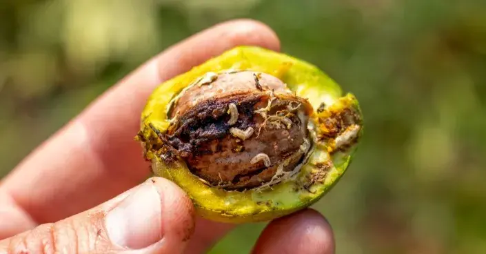 Larvy vrtule ořechové (Rhagoletis completa) Larvy vrtule ořechové (Rhagoletis completa)