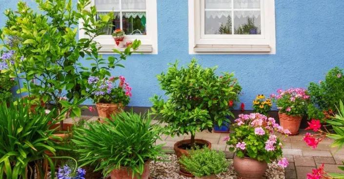 Přenosné rostliny v květináčích Přenosné rostliny v květináčích