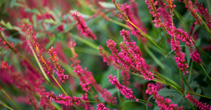 Rdesno objímavé (Persicaria amplexicaulis)