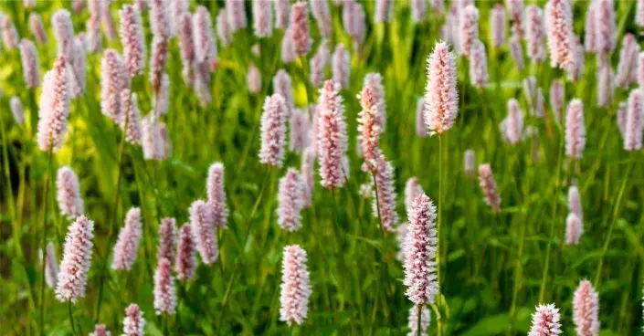 Rdesno hadí kořen (Persicaria bistorta)